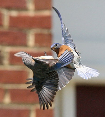 Bluebird fights with Bluebird. Photo by Dave Kinneer.