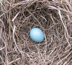 first egg.  Zimmerman photo.