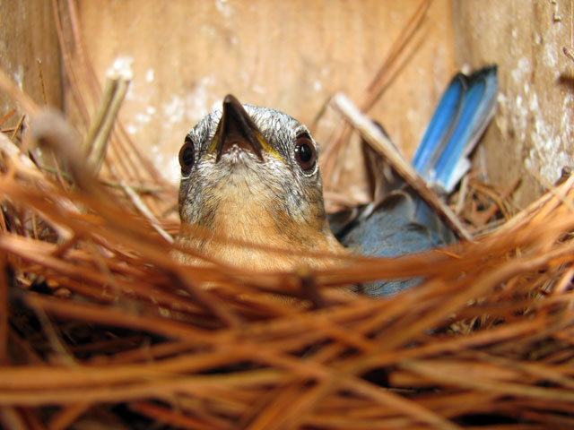 Bold Bluebird incubating. Photo by Bet Zimmerman