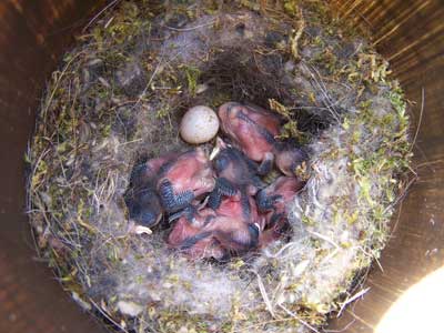 BCCh nestlings.  Photo by Bet Zimmerman.