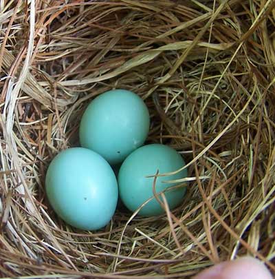 Bluebird eggs. Photo by Bet Zimmerman.