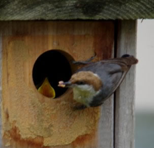 Brown headed nuthatch feeding eastern bluebird nestling
