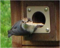 BNHU with nesting material. Photo by Vickie Fuquay