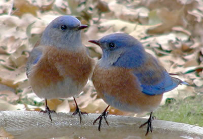 Western Bluebird adults at birdbath. Photo by Earl Garrison.