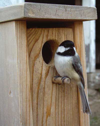 Black-capped Chickadee. Photo by Bet Zimmerman
