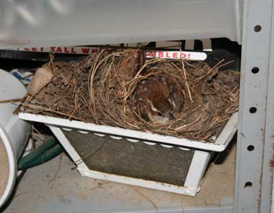 Carolina Wren on nest. Photo by Jane Fuhrman Deeks.