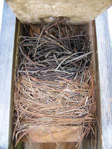 House wren dummy nest built over EABL nest which may have been abandoned.  Photo by E Zimmerman