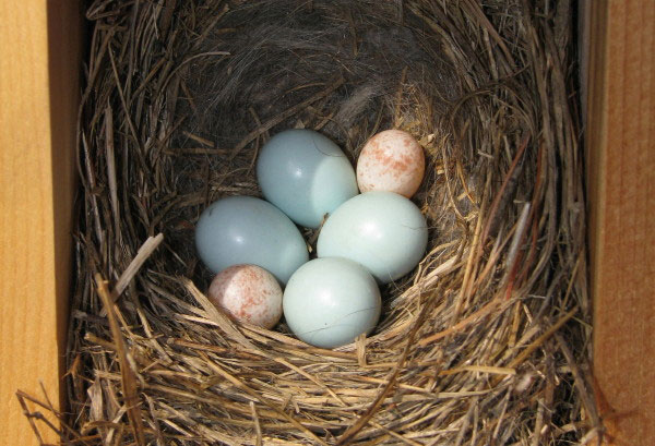 Bluebird and chickadee eggs in same nest.  Photo by Kathy