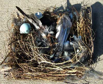 bluebird killed by House Sparrow. Photo by BrendaLynn Eustice.