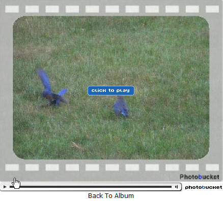Bluebird Battelle video - click here