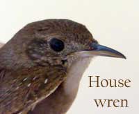 House wren beak. Photo by Bet Zimmerman