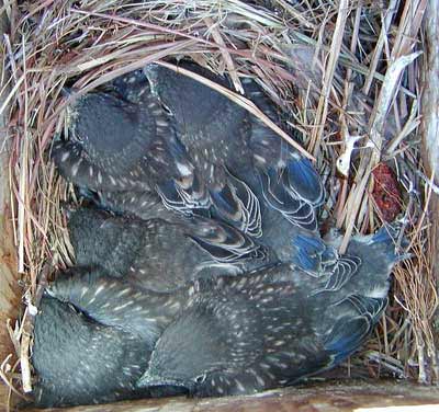 Photo by S. Harris of the Bluebird_L of Eastern bluebird nestlings on Day 15. 
