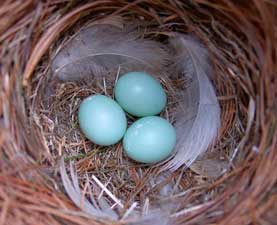 Normal bluebird eggs with some white scratches. Photo by Bet Zimmerman.