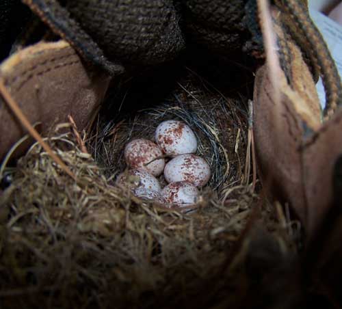 Carolina Wren nest in a shoe. Photo by Bet Zimmerman.