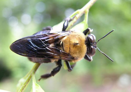 Carpenter Bee. photo by Keith Kridler.