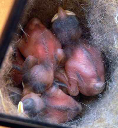 Chickadee babies. Three Days old. Photo by Pam.