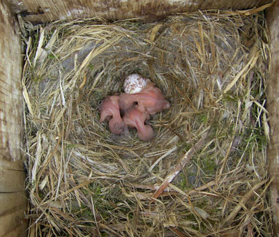 Chickadee Babies. Photo by Ed Wagaman.