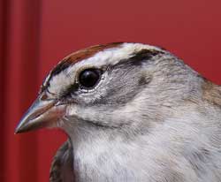 Chipping Sparrow head shot