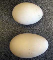 Double yolk duck egg.