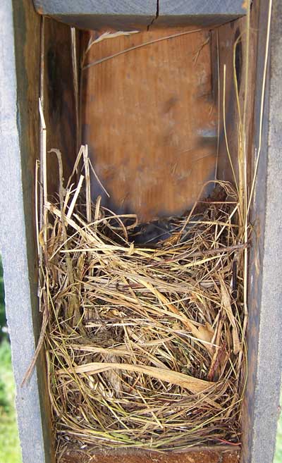 EABL nest. Photo by Bet Zimmerman.