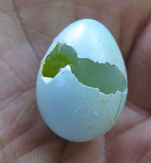House Wren pecked EABL eggs. photo by Bet Zimmerman