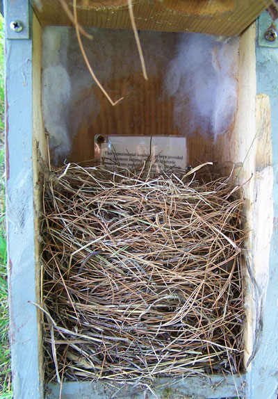 EABL nest in two-holed box. Photo by Bet Zimmerman.