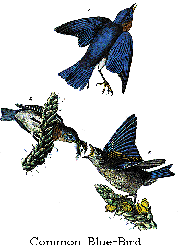 Common Blue-Bird Audubon Plate