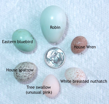 Eggs of various cavity nesters. Photo by Bet Zimmerman.