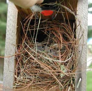 Eurasian Tree Sparrow nest in nestbox. Photo by John Curran