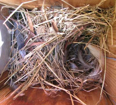 EUST nest. Photo by Bet Zimmerman.