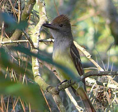 Great-crested flycatcher adult. Photo by Richard Hodder and Ann Marie