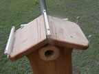 Top of nestbox showing modifications (78kb)