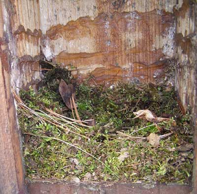 Titmouse nest. Photo by Bet Zimmerman