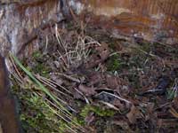 Titmouse nest. Photo by Bet Zimmerman.