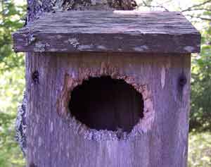 Widened hole on bluebird  box