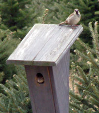 House Sparrow pair on birdhouse.  Photo by Bet Zimmerman.