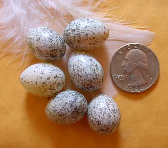 House sparrow eggs. Photo by Bet Zimmerman.
