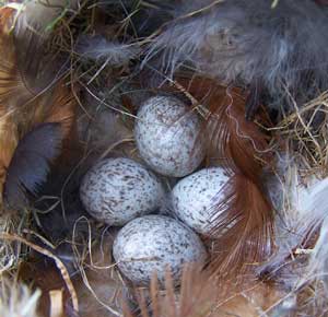 House Sparrow eggs. Photo by E Zimmerman