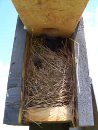 House sparrow nest. Photo by Bet Zimmerman.