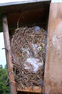 HOSP nest.  Photo by Bet Zimmerman