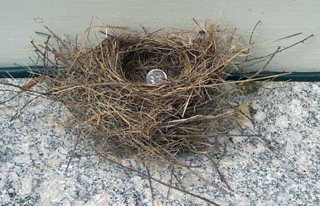 House finch nest. Photo by D Ulloa.