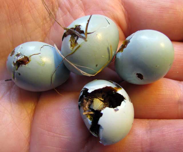 Suspected House Wren damage to bluebird eggs. Photo by Bet Zimmerman.