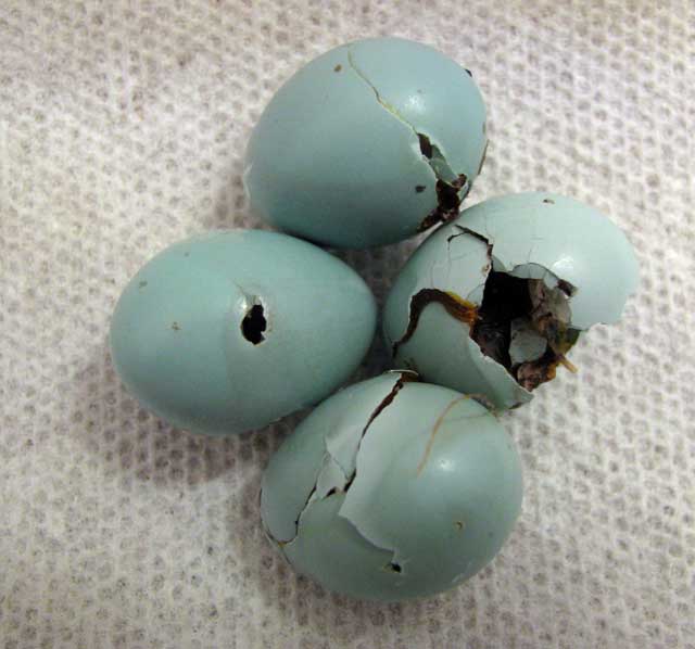 Suspected House Wren damage to bluebird eggs. Photo by Bet Zimmerman.