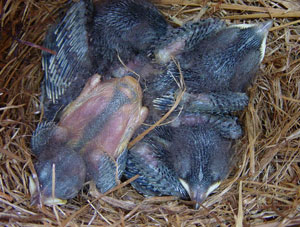 Day 11, Moore's Brood. Photo by Linda Moore.