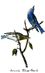 Artic Blue-Bird Audubon plate