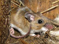 Mouse in box. Photo by Bet Zimmerman.