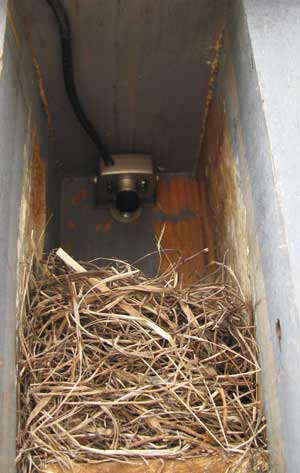 Nestcam on completed nest.. Photo by Bet Zimmerman.