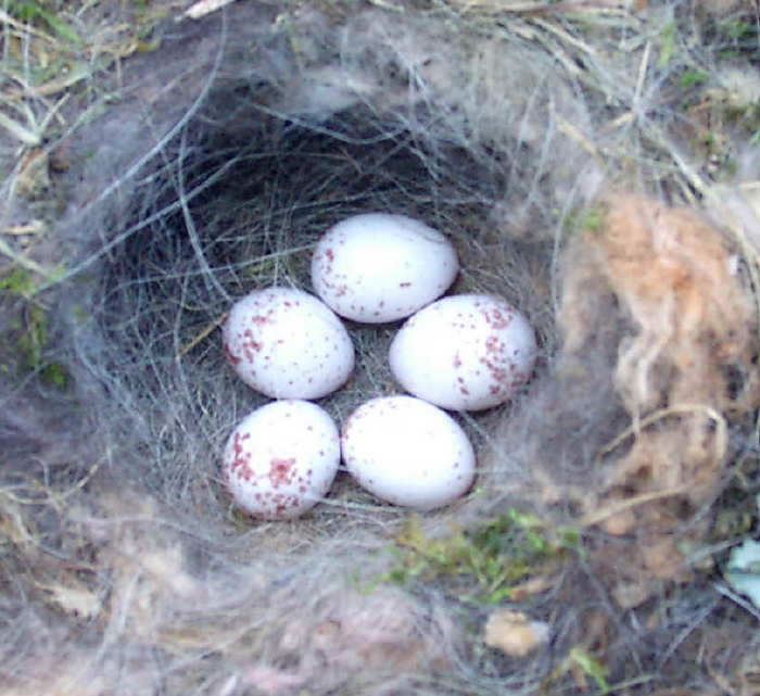 Nests, Eggs and Birds / 21chickadee2.jpg