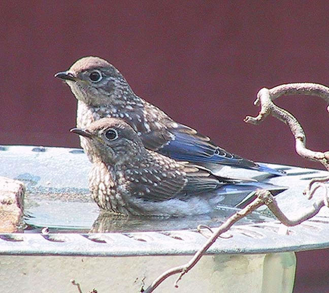Nests, Eggs and Birds / 8fledglingsbybbnut_jpg.jpg
