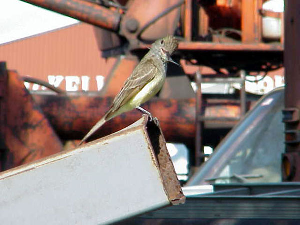 Great Crested Flycatcher